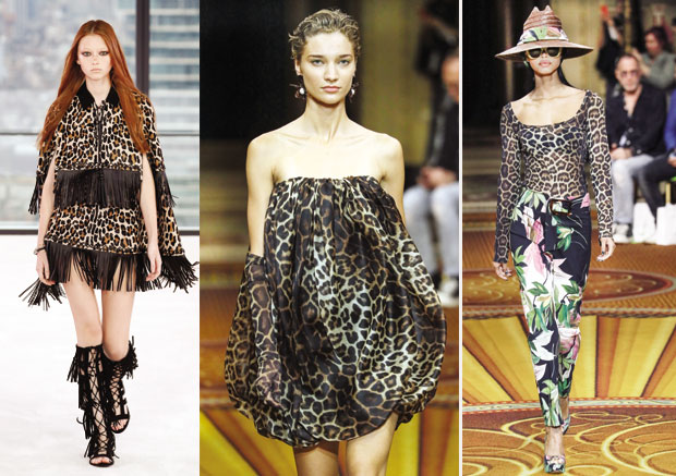 Шаре дивљих мачака